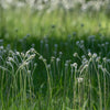 Antennaria neglecta - prairie everlasting